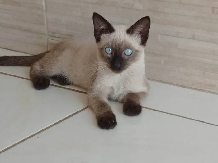 Gato ra a SRD-ViraLata idade 2 a 6 meses nome sem nome 