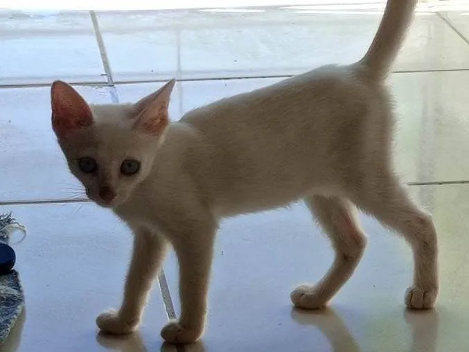 Gato ra a SRD-ViraLata idade 2 a 6 meses nome sem nome