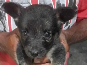 Cachorro raça SRD-ViraLata idade Abaixo de 2 meses nome Não tem nome ainda