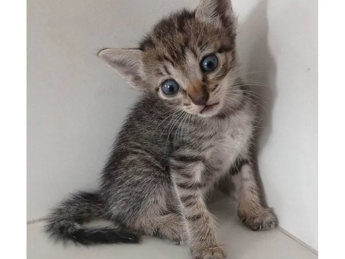 Gato ra a SRD-ViraLata idade 2 a 6 meses nome sem nome 