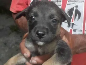 Cachorro raça SRD-ViraLata idade Abaixo de 2 meses nome Ainda não tem nome