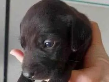 Cachorro ra a SRD-ViraLata idade 2 a 6 meses nome Sem nomes