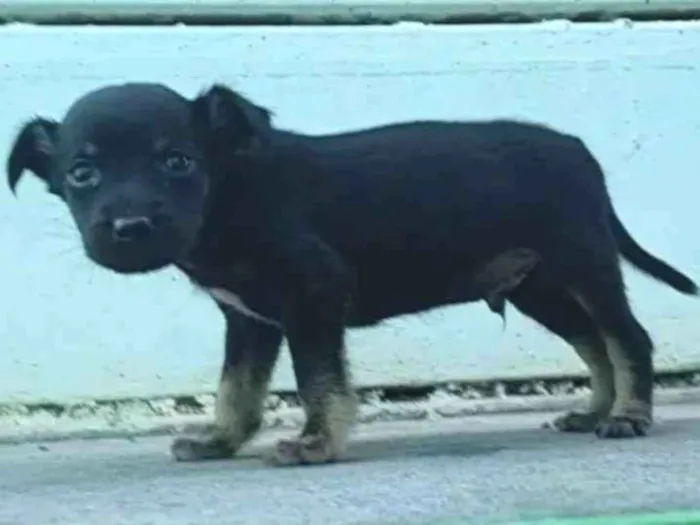 Cachorro ra a SRD-ViraLata idade Abaixo de 2 meses nome Mini Tupã 