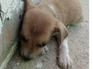Cachorro raça SRD-ViraLata idade Abaixo de 2 meses nome Tupã Melo 