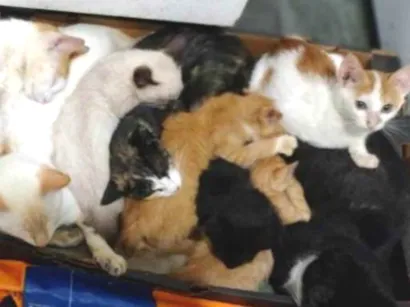 Gato raça Sem raça definida idade  nome Sem nome