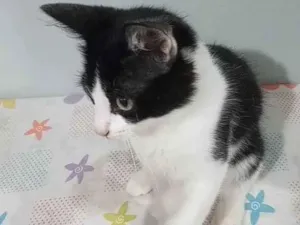 Gato raça Preto com branco idade 2 a 6 meses nome Sem nomes