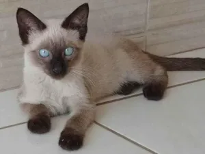Gato raça SRD-ViraLata idade 2 a 6 meses nome sem nome 