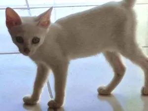 Gato raça SRD-ViraLata idade 2 a 6 meses nome sem nome