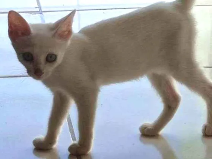 Gato ra a SRD-ViraLata idade 2 a 6 meses nome sem nome