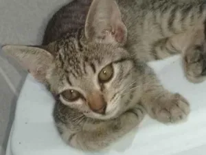 Gato raça SRD-ViraLata idade 2 a 6 meses nome sem nome 