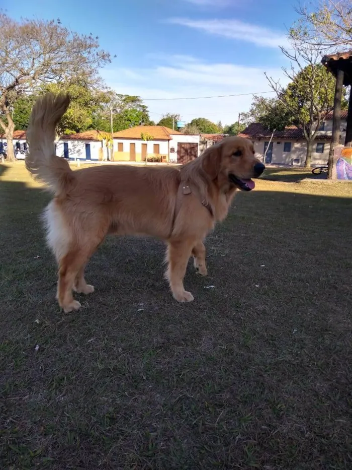 Cachorro ra a Golden retriever idade 2 a 6 meses nome Baile