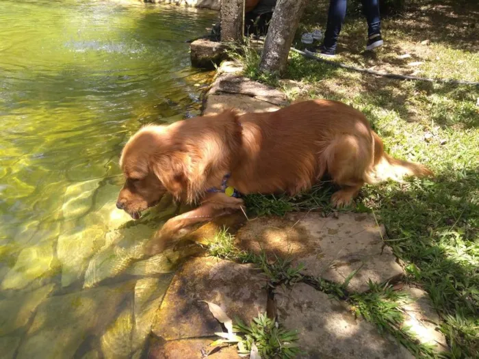 Cachorro ra a Golden retriever idade 2 a 6 meses nome Baile