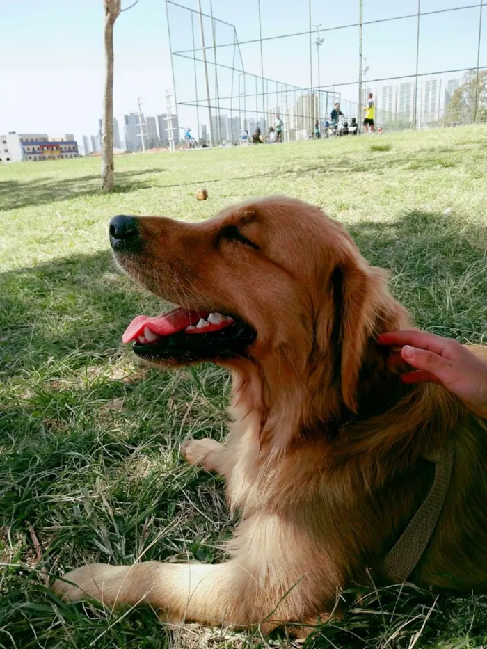 Cachorro ra a Golden retriever idade 2 a 6 meses nome Baile