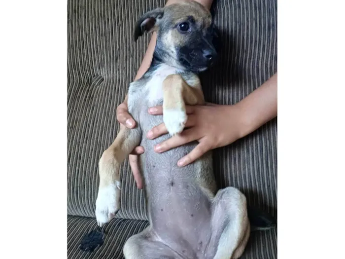 Cachorro ra a SRD-ViraLata idade Abaixo de 2 meses nome Lollah