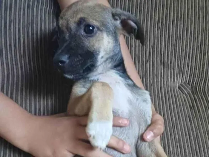 Cachorro ra a SRD-ViraLata idade Abaixo de 2 meses nome Lollah