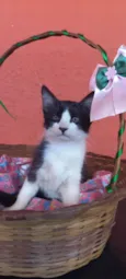 Flora