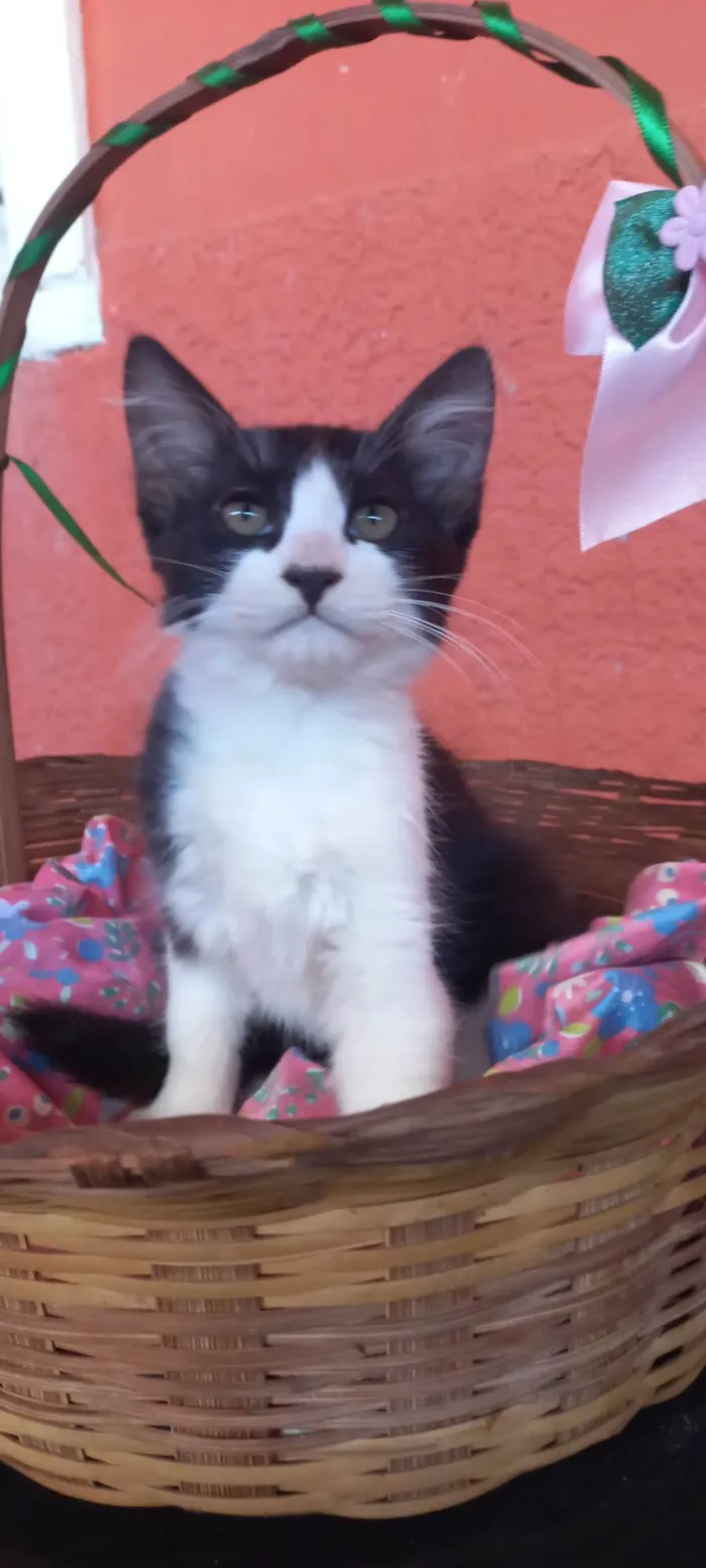 Gato ra a Não definida  idade 2 a 6 meses nome Flora