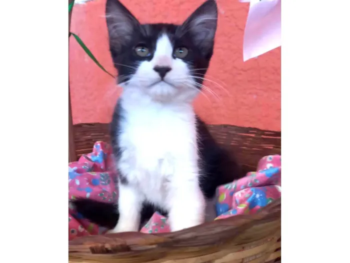 Gato ra a Não definida  idade 2 a 6 meses nome Flora