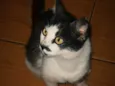 Amora