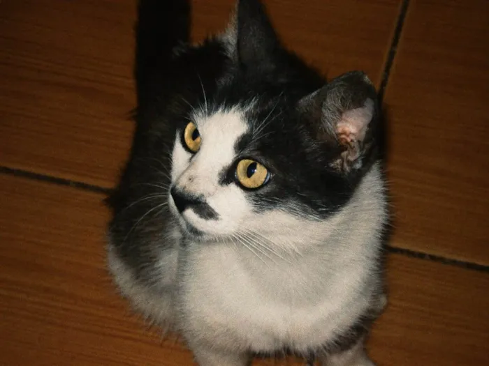 Gato ra a Não definida  idade 2 anos nome Amora