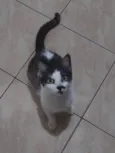 Amora