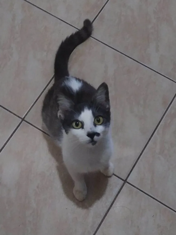 Gato ra a Não definida  idade 2 anos nome Amora