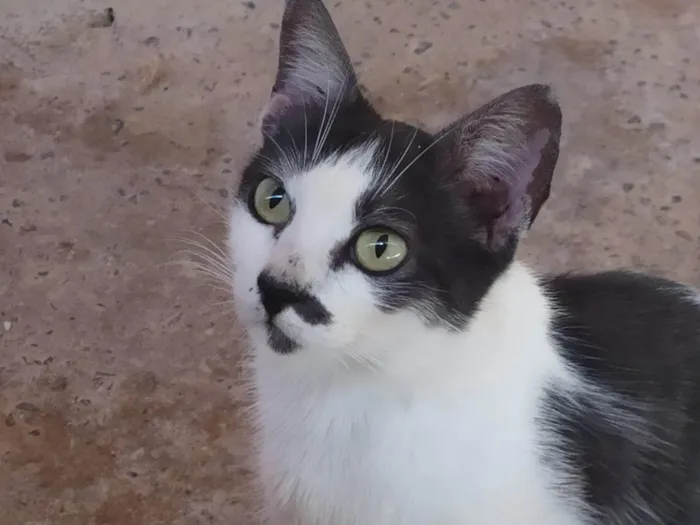 Gato ra a Não definida  idade 2 anos nome Amora