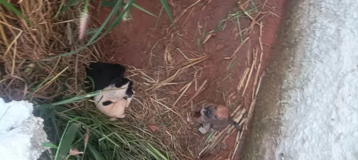 Cachorro ra a SRD-ViraLata idade Abaixo de 2 meses nome Não tem 