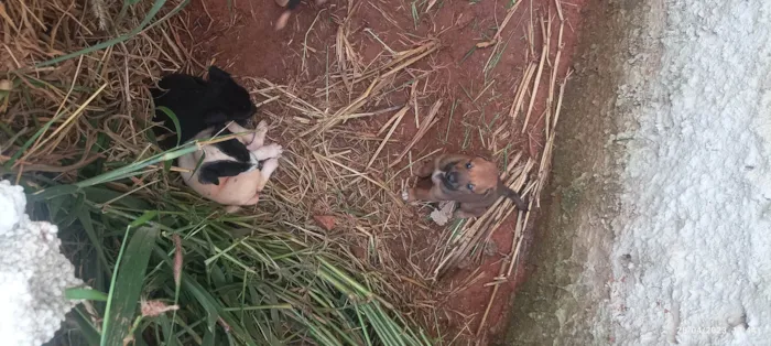 Cachorro ra a SRD-ViraLata idade Abaixo de 2 meses nome Não tem 