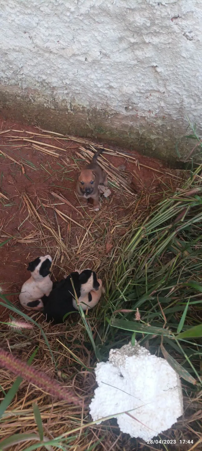 Cachorro ra a SRD-ViraLata idade Abaixo de 2 meses nome Não tem 