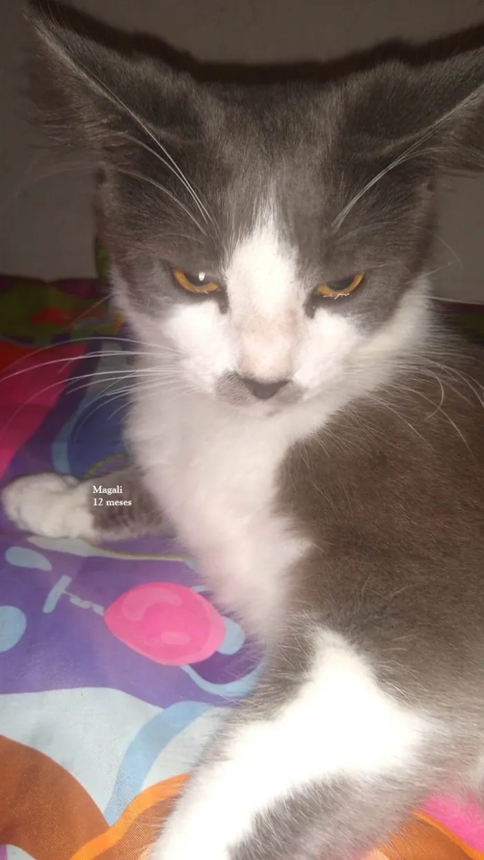 Gato ra a SRD-ViraLata idade 1 ano nome MAGALI