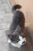 MAGALI