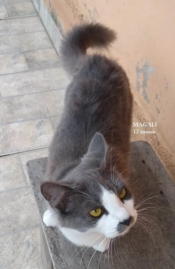 Gato ra a SRD-ViraLata idade 1 ano nome MAGALI