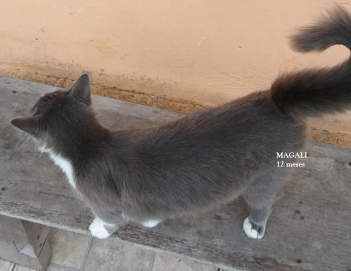 Gato ra a SRD-ViraLata idade 1 ano nome MAGALI