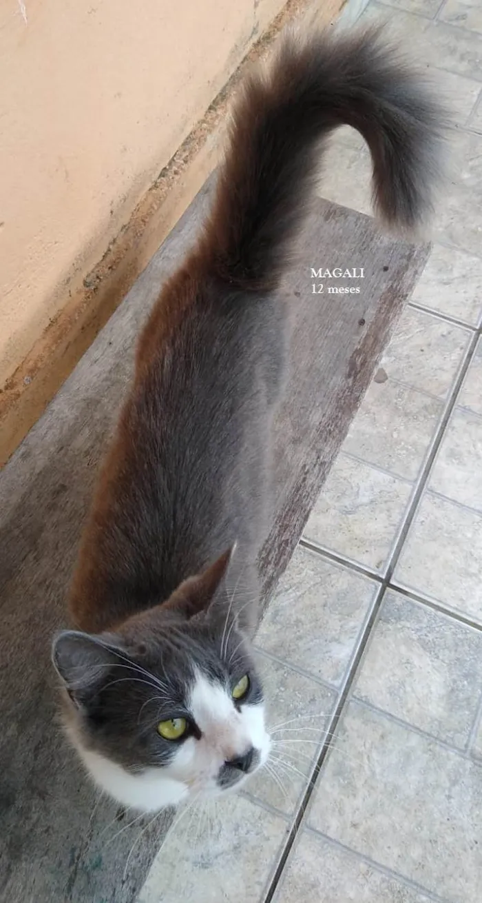 Gato ra a SRD-ViraLata idade 1 ano nome MAGALI