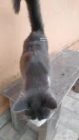 MAGALI