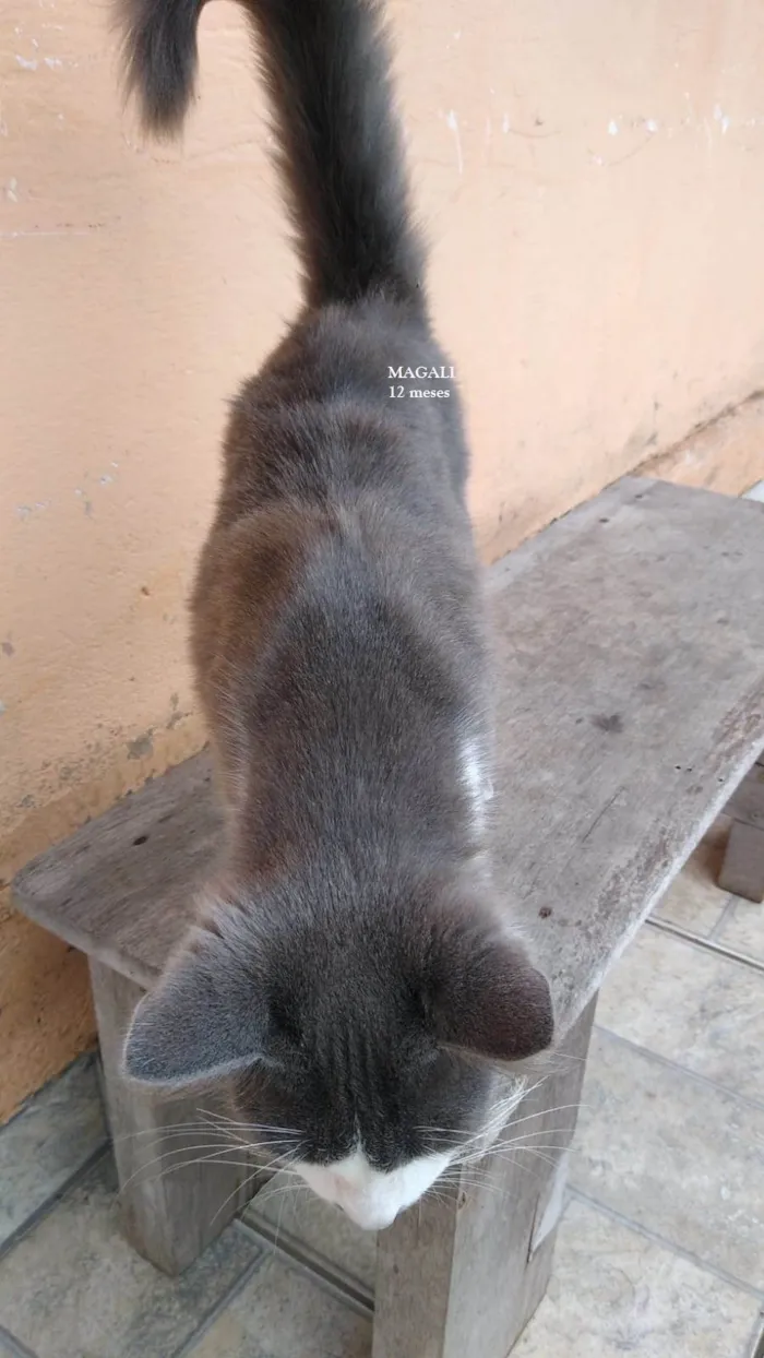 Gato ra a SRD-ViraLata idade 1 ano nome MAGALI
