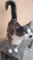 MAGALI