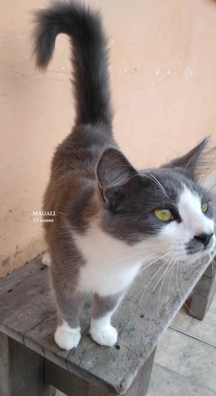 Gato ra a SRD-ViraLata idade 1 ano nome MAGALI