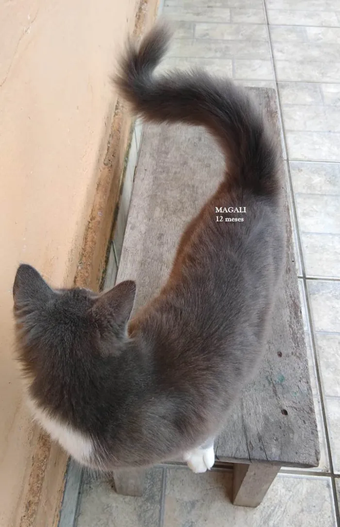 Gato ra a SRD-ViraLata idade 1 ano nome MAGALI