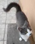 MAGALI
