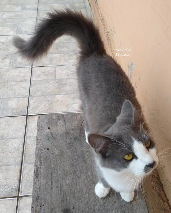 Gato ra a SRD-ViraLata idade 1 ano nome MAGALI