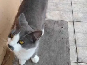 Gato raça SRD-ViraLata idade 1 ano nome MAGALI