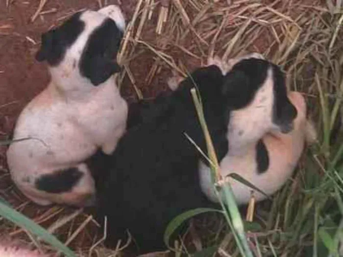 Cachorro ra a SRD-ViraLata idade Abaixo de 2 meses nome Não tem 