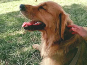 Cachorro raça Golden retriever idade 2 a 6 meses nome Baile