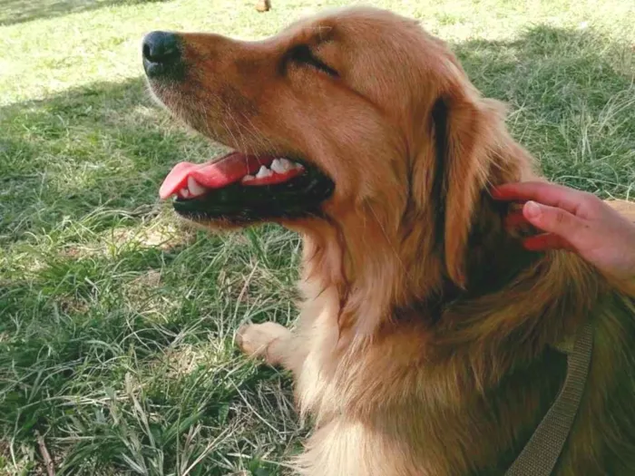 Cachorro ra a Golden retriever idade 2 a 6 meses nome Baile