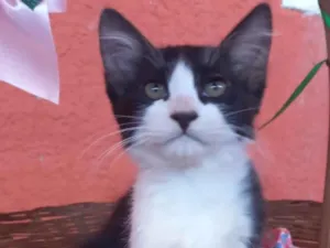 Gato raça Não definida  idade 2 a 6 meses nome Flora
