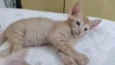 1 filhote de gato (fêmea)