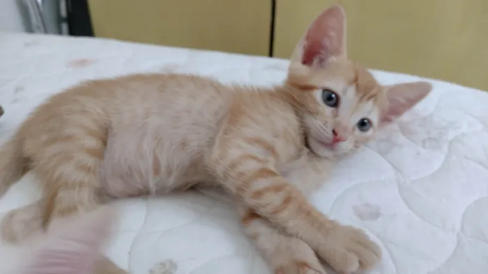 Gato raça SRD-ViraLata idade 2 a 6 meses nome 1 filhote de gato (fêmea)