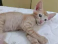 1 filhote de gato (fêmea)